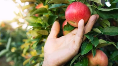 ترند العالم Legit Websites And Steps To Apply For Fruit Picker Jobs In Canada For 2023 Legit Websites And Steps To Apply For Fruit Picker Jobs In Canada For 2023