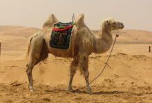 camel g560656868 1280 1