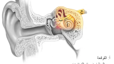 الخلايا السمعية الموجودة في الاذن كم عددها ووظيفتها