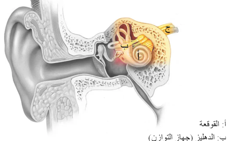 الخلايا السمعية الموجودة في الاذن
