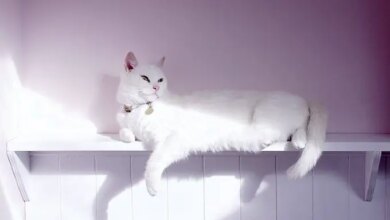 تفسير حلم قطة بيضاء تلاحقني