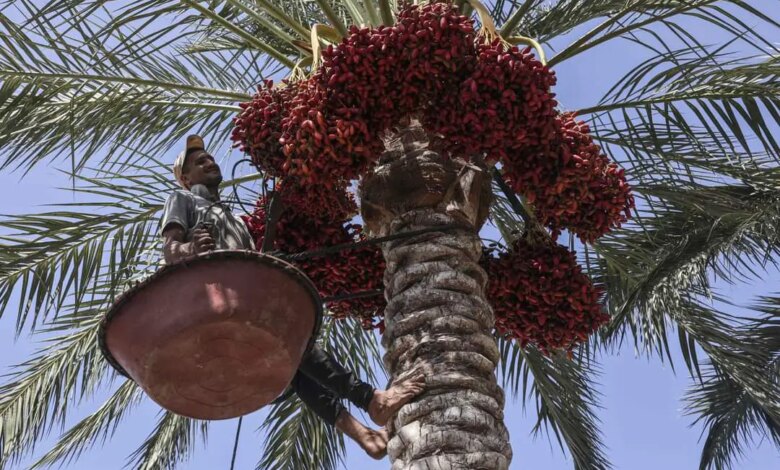 ترند العالم ما هي اقدم واهم شجره في تاريخ العراق الزراعي القديم ما هي اقدم واهم شجره في تاريخ العراق الزراعي القديم