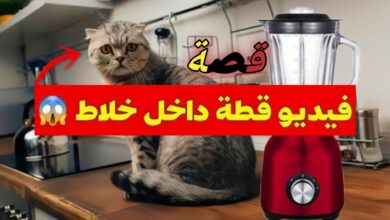 فيديو القطه في الخلاط الحقيقي