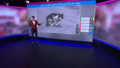 فيديو قتل القطة في الخلاط
