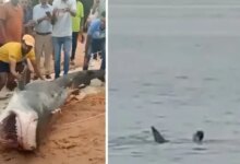 Shocking Video Emerges of Shark Attack in Egypt