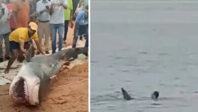 Shocking Video Emerges of Shark Attack in Egypt
