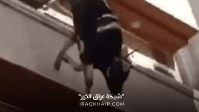 انتحار عجل من الطابق الرابع قبل ذبحه