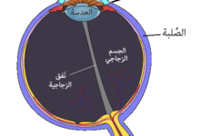 أهم أجزاء العين أسماءها ووظائفها المستقبل نيوز