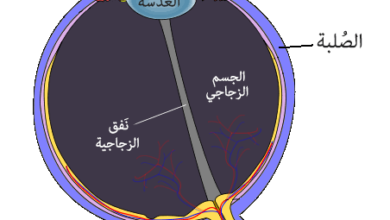 أهم أجزاء العين أسماءها ووظائفها المستقبل نيوز