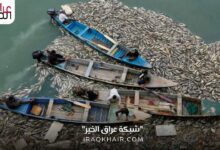 نفوق الأسماك في العراق الأسباب والمعالجات