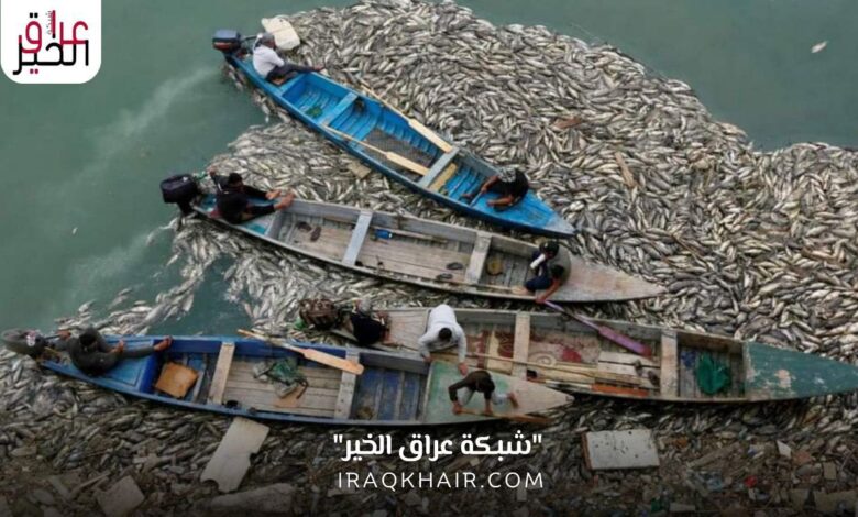 نفوق الأسماك في العراق الأسباب والمعالجات