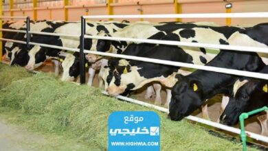 الاستعلام عن دعم مربي المواشي عبر وزارة الزراعة السعودية 1445