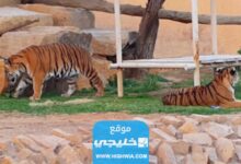 طريقة حجز تذاكر حديقة الحيوان الرياض زوو 2023 الرابط