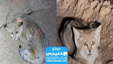 فيديو لقط الرمال في محمية الظباء في السعودية