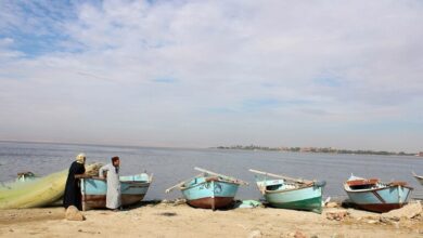 "سم قاتل يهدد المصريين".. تحذيرات من توزيع "سمكة الأرنب" على المطاعم في شكل فيليه