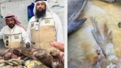 إتلاف 90 كيلو من الأسماك الفاسدة في المباركية