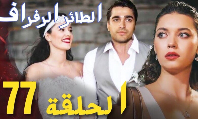 رابط مشاهدة مسلسل الطائر الرفراف الحلقة 77 كاملة بدقة عالية