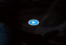 مقطع الذيب والشطرطون الأصلي +18 كامل