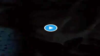 مقطع الذيب والشطرطون الأصلي +18 كامل