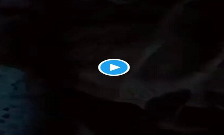مقطع الذيب والشطرطون الأصلي +18 كامل